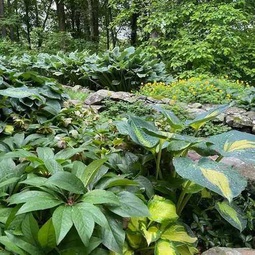 Terry’s Connecticut Garden - FineGardening