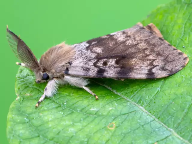 How to Check for Spongy Moths Before You Move