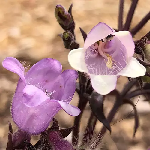 Pretty Penstemon Varieties for Pollinators in the Southern Plains - FineGardening