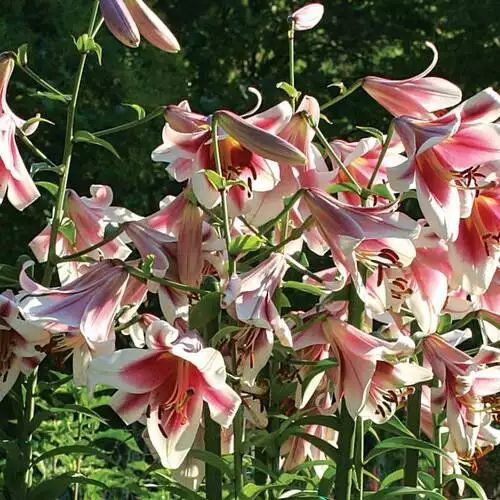 Tips for Working With Summer Bulbs - FineGardening