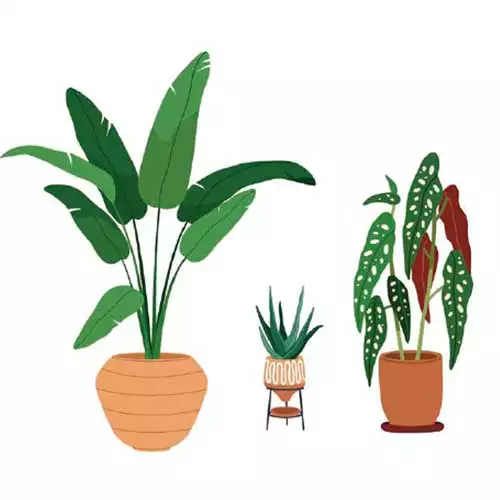 Nine Tips for Propagating Houseplants Through Cuttings - FineGardening